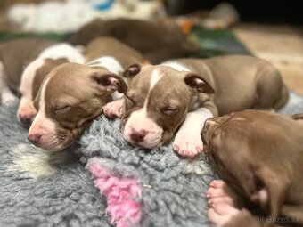 Americky pitbull terier - 7