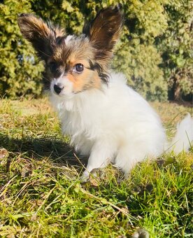 Krásny mini trikolórny papillon FCI sučka - 7