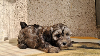 Maltipoo - 7