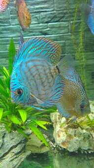Discus - 7