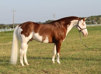Quarter horse žrebček - double register - 7