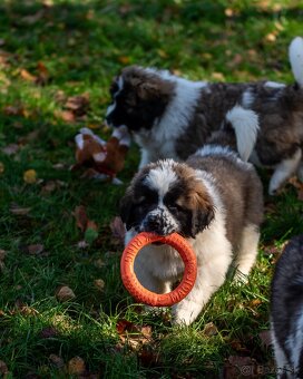 Moskovský strážny pes PP FCI - 7