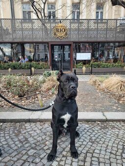 Cane corso PES na krytie - 7