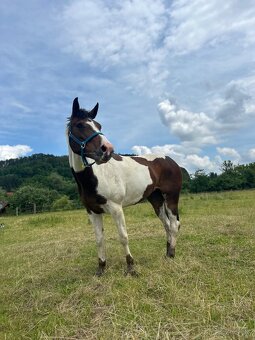 Predam kobylu 7 rokov - 7