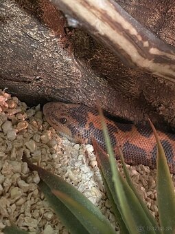 Piesocnik pestry aj s terariom /Eryx Colubrinus/ - 7