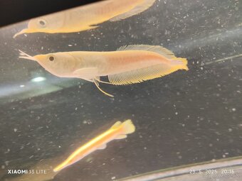 aligator gar spatula albino TOP CENA 220E +arowany - 7