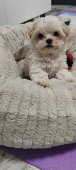 Predám maltezak - 7