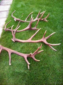 Jelenie zhody predaj - 7