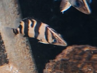 arapaima gigas /novy import 6-2025 - 7