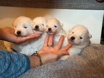 Samojed s PP - psík - 7