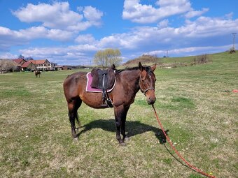 Quarter horse - 7