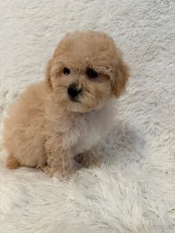 Maltipoo - 7