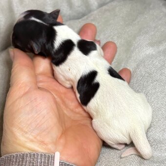 Yorkshire Terrier s PP - 7