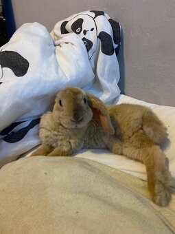 Zakrslý baranček Bob - 7