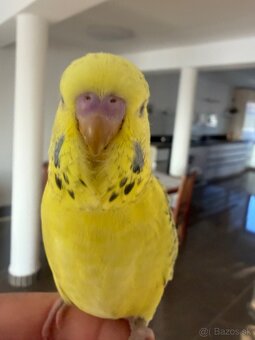 Andulka TBC krotká - 7