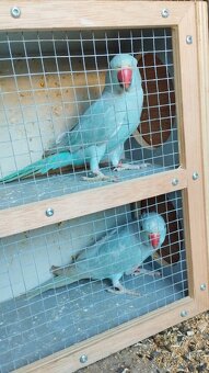 Andulky, agapornis, Alexander malý - 7
