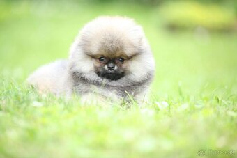 🐶 Nádherná fenečka pomeraniana – Orange sobolí barva 💛 - 7