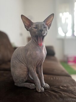 Sphynx mačiatka k odberu bez PP - 7