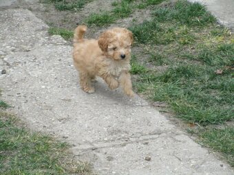 Pudel toy apricot white - 7