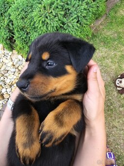 Beauceron šteniatko, šteniatka s PP - 7