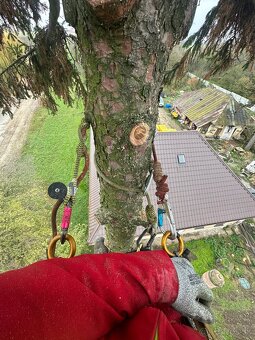 Výrub a orez stromov/Arboristika - 7