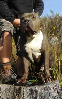 Top pejsek American bully XL s PP - 7