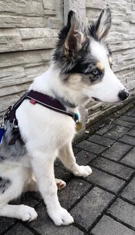 Non-stop dogwear model Line Harness 5.0 (staršia verzia) - 7