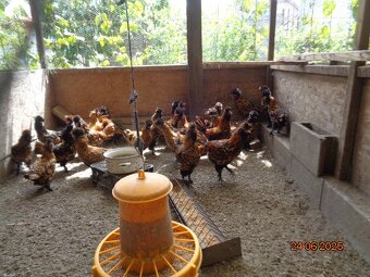 Sliepky Pavlovské zlaté - 7