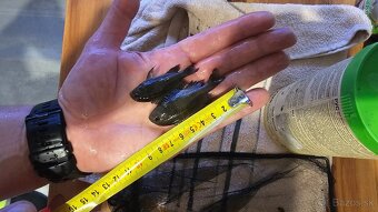 Tropheus Ikola F1 - 7
