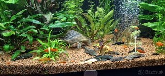 Akvárium Diversa 450l - 7
