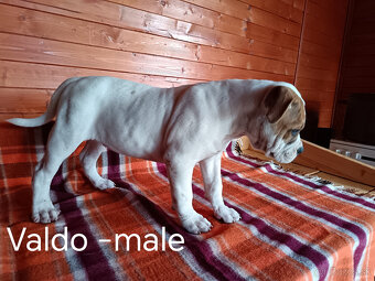 Americký bulldog - 7