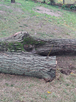 Orech kmeň guľatina priemer70cm - 30/35cm dlzka 7.8m + klaty - 7