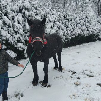 Sprzedam walacha karego - 7