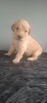 Goldendoodle po rodičoch s pp - 7