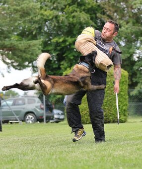 Belgický ovčiak malinois s PP - 7