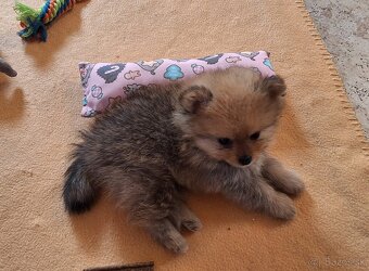 Pomeranian s PP - 7