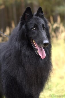 Belgický ovčiak groenendael FCI s PP po šampiónoch - 7