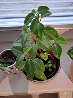 Krotón, pilea, tučnolist, cissus, monstera, osobný odber BA - 7