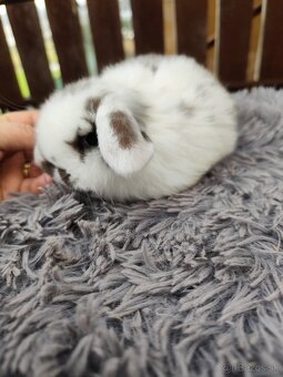 Minilop samička s VP - 7