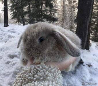 MINILOP ZAKRSLÝ KRÁLIK 🩷🐰 - 7