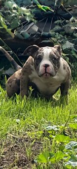American bully - 7