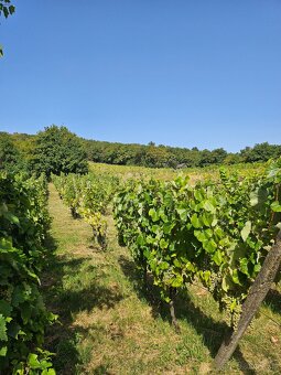 Dve vinice v srdci Tokajskej oblasti – obec Viničky - 7