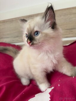 Ragdoll mačiatka - 7