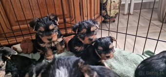 yorkshire terier - 7