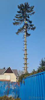 Výrub stromov - Orez - 7