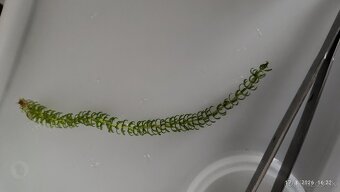 Rastliny do akvária - 7