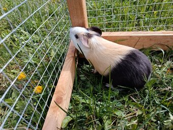 Predám morčatá - 7