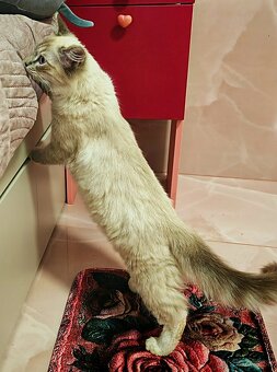 Ragdoll - 7