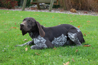 Německý krátkosrstý stavač - 7