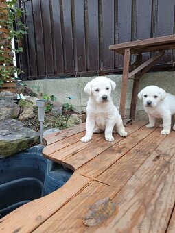 Labradorsky retriever - 7
